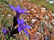 24 Gentianella (Genzianella) in fiore